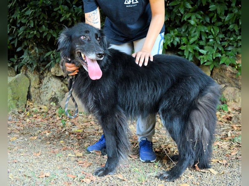 Salvuccio - Ein Schritt Richtung Hundeglück