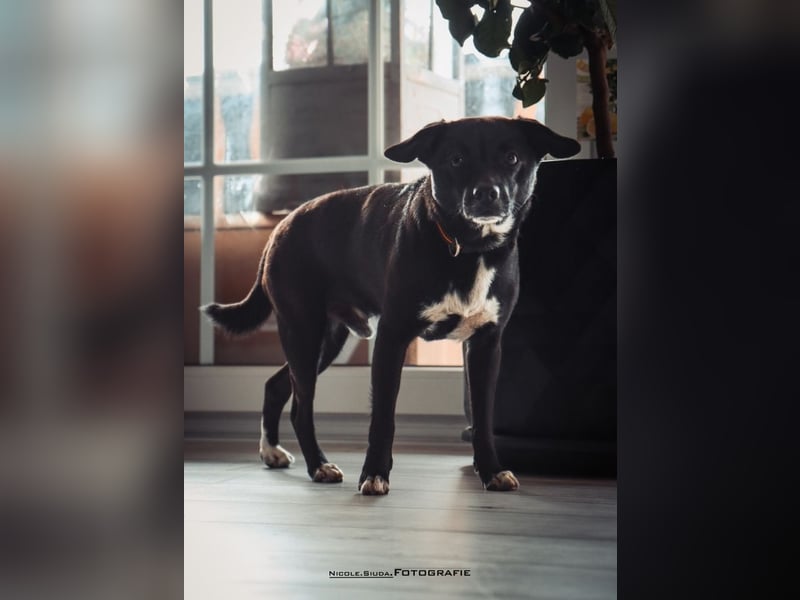 Nikulas, Hallo neues Glück!?