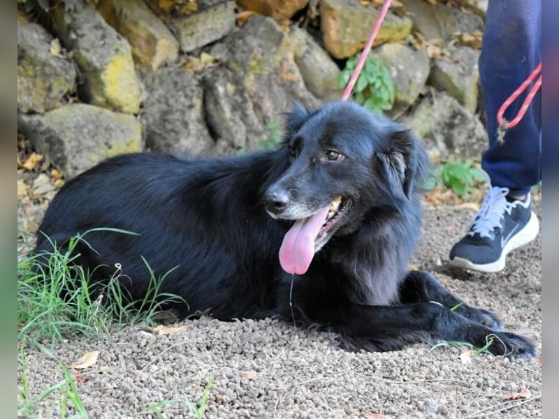 Salvuccio - Ein Schritt Richtung Hundeglück