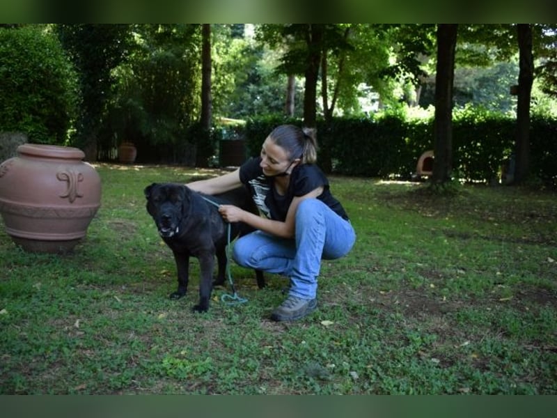 Morgan - großer Hund mit viel Herz