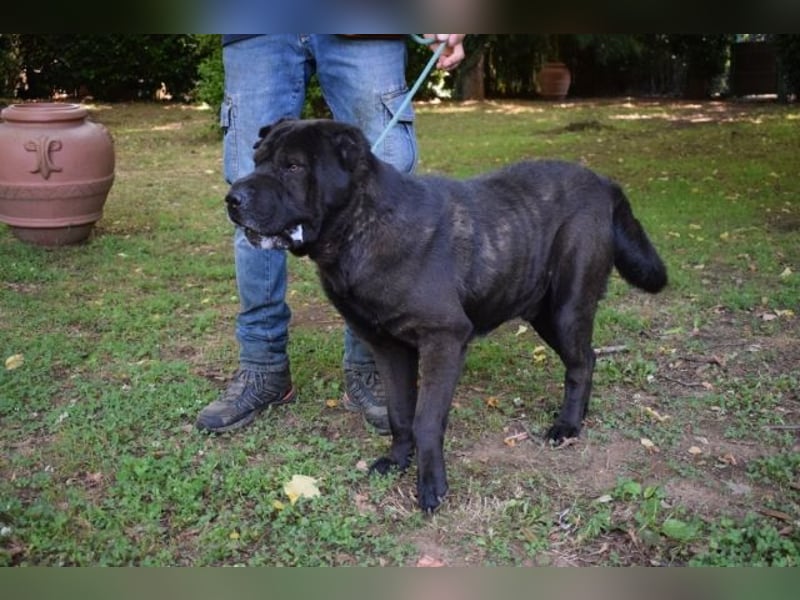 Morgan - großer Hund mit viel Herz