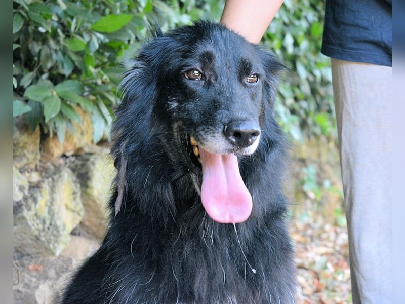 Salvuccio - Ein Schritt Richtung Hundeglück