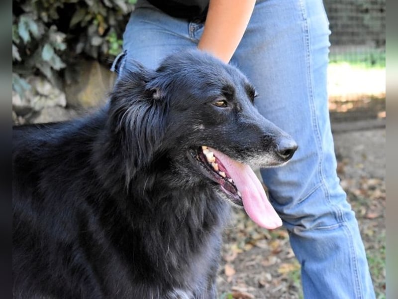 Salvuccio - Ein Schritt Richtung Hundeglück