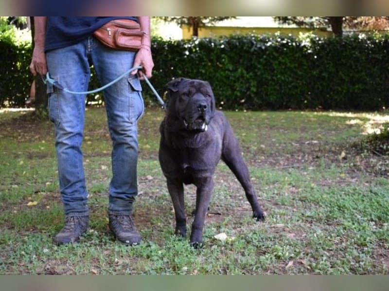 Morgan - großer Hund mit viel Herz