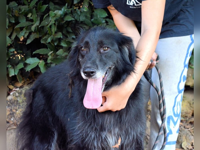 Salvuccio - Ein Schritt Richtung Hundeglück