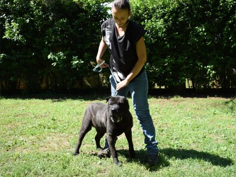 Morgan - großer Hund mit viel Herz