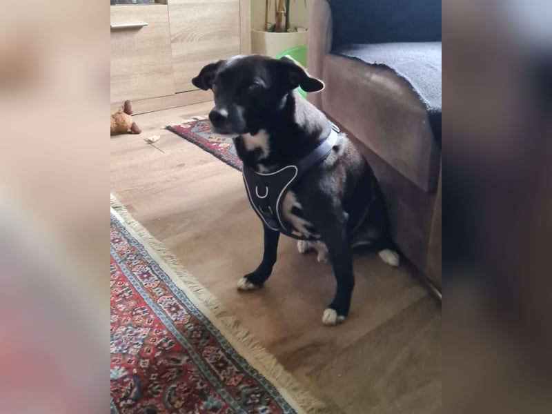 Nikulas, Hallo neues Glück!?