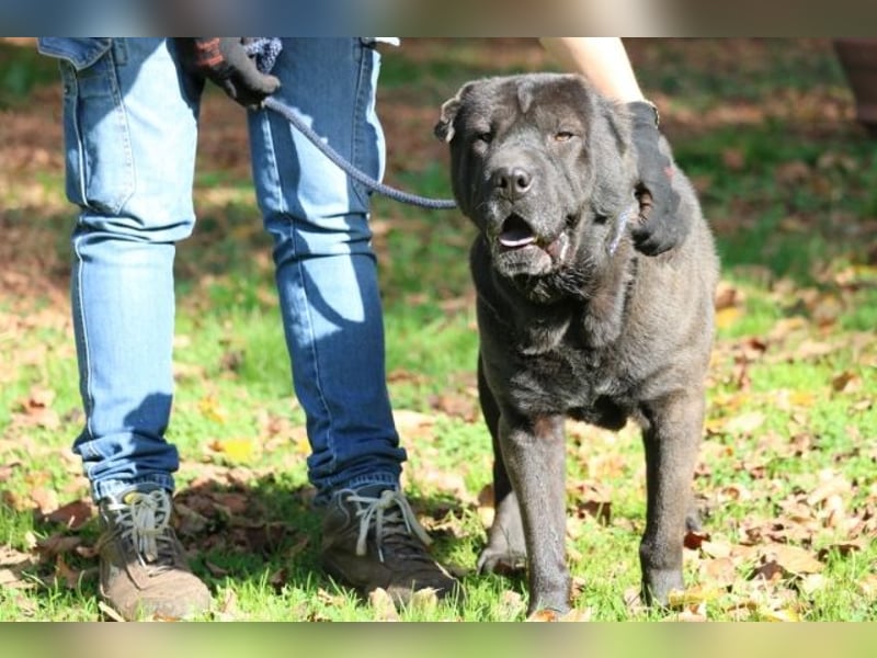 Morgan - großer Hund mit viel Herz