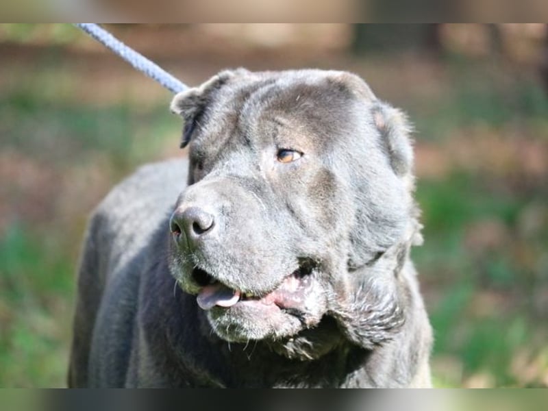 Morgan - großer Hund mit viel Herz