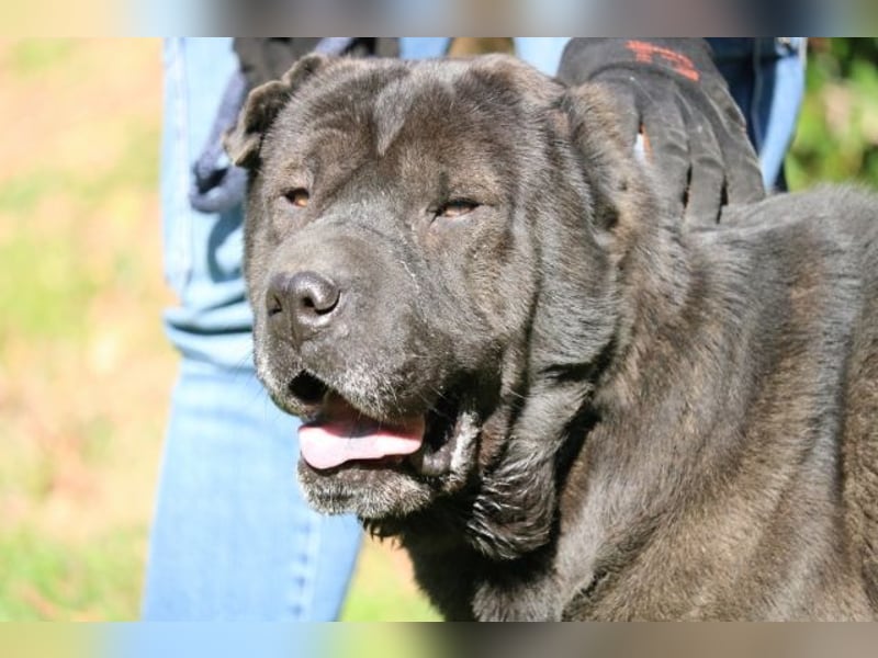 Morgan - großer Hund mit viel Herz
