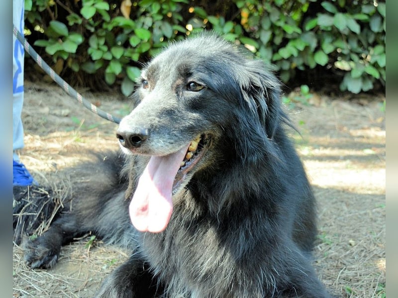 Salvuccio - Ein Schritt Richtung Hundeglück