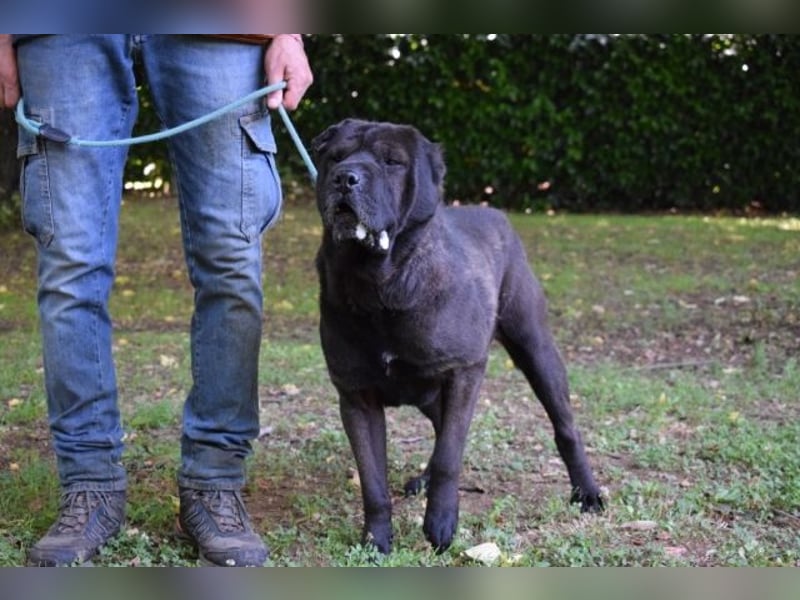 Morgan - großer Hund mit viel Herz