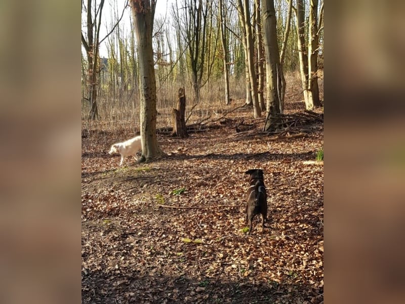 Nikulas, Hallo neues Glück!?
