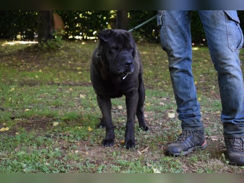 Morgan - großer Hund mit viel Herz