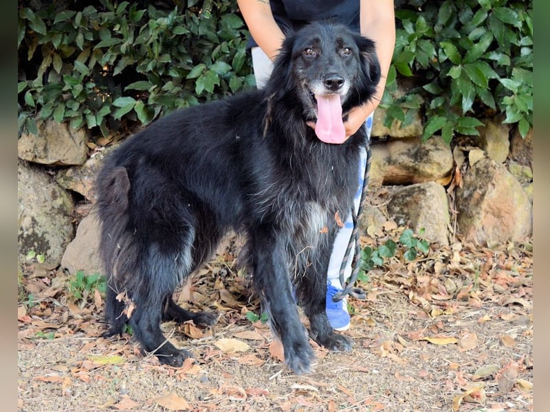 Salvuccio - Ein Schritt Richtung Hundeglück