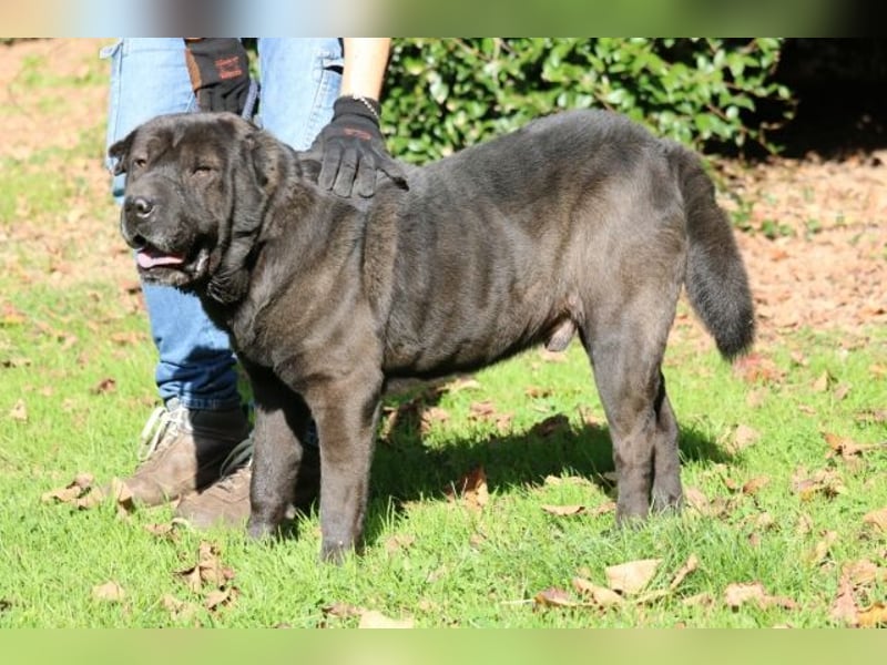 Morgan - großer Hund mit viel Herz
