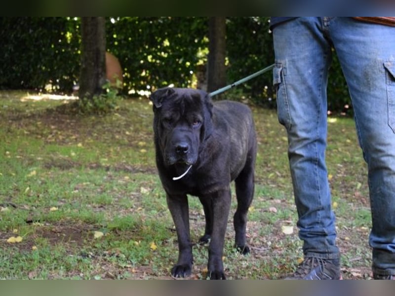 Morgan - großer Hund mit viel Herz