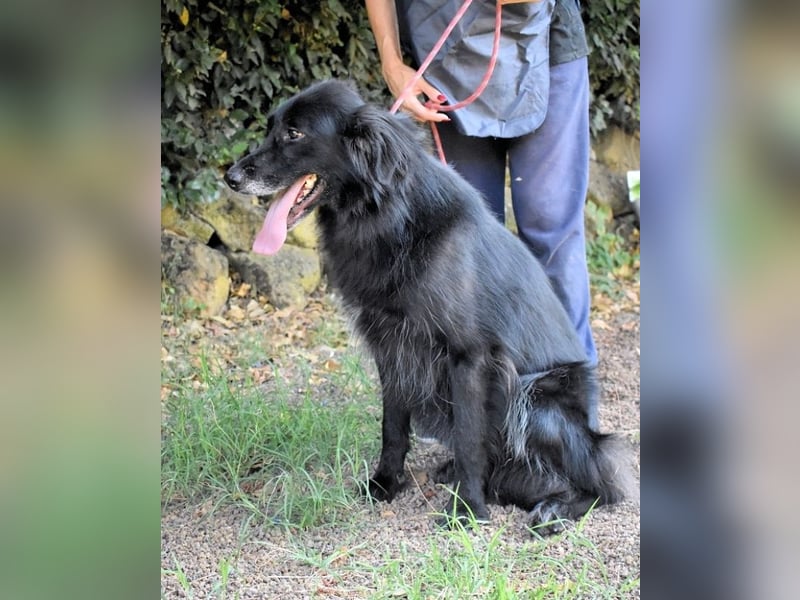 Salvuccio - darf er bei Ihnen einziehen?