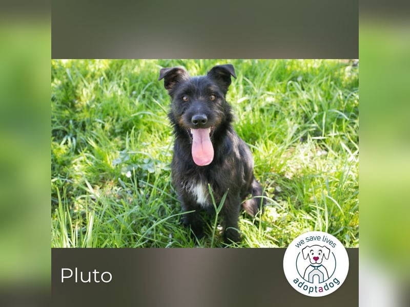Pluto – Ein waschechter Spielgefährte!