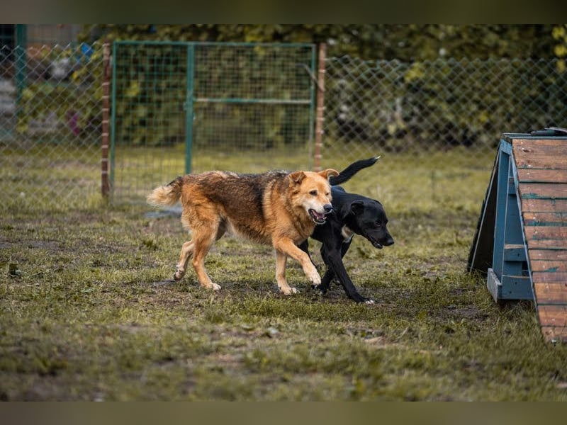 Larry: Sportskanone sucht Gleichgesinnte