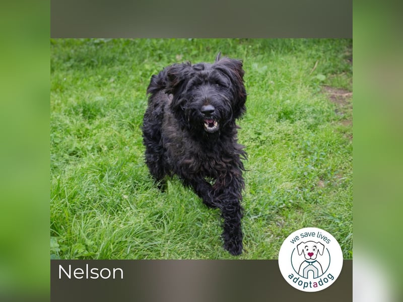 Nelson: Junghund sucht ein Zuhause