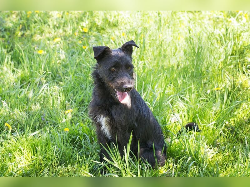 Pluto – Ein waschechter Spielgefährte!