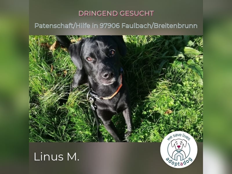 Linus: energievoller Charmeur sucht Unterstützung im familiären Umfeld in D-97906 Breitenbrunn