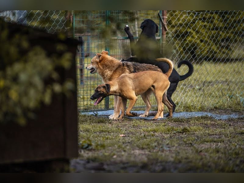 Larry: Sportskanone sucht Gleichgesinnte