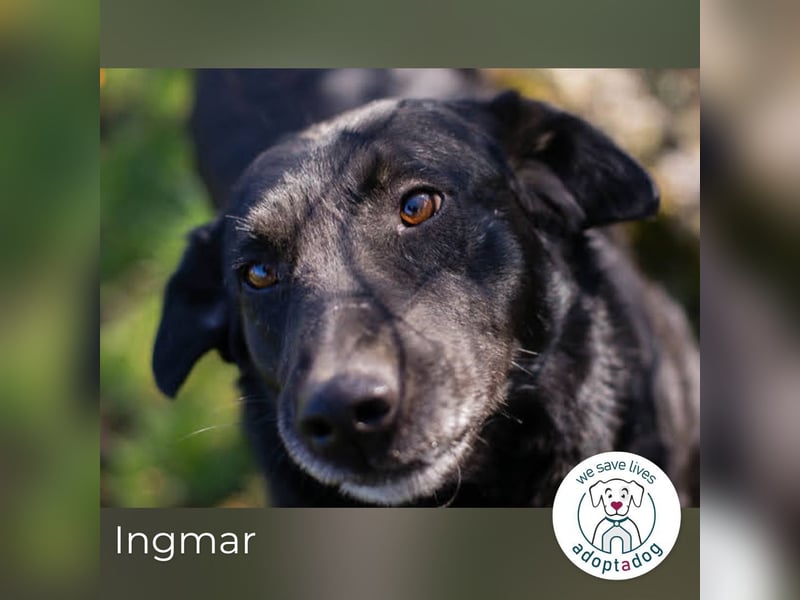 Ingmar: Dein treuer Begleiter!