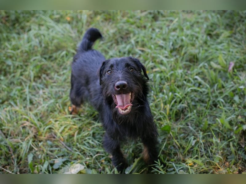 Chip 231920: Sucht ein Zuhause