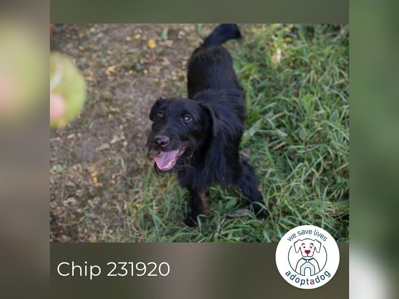Chip 231920: Sucht ein Zuhause