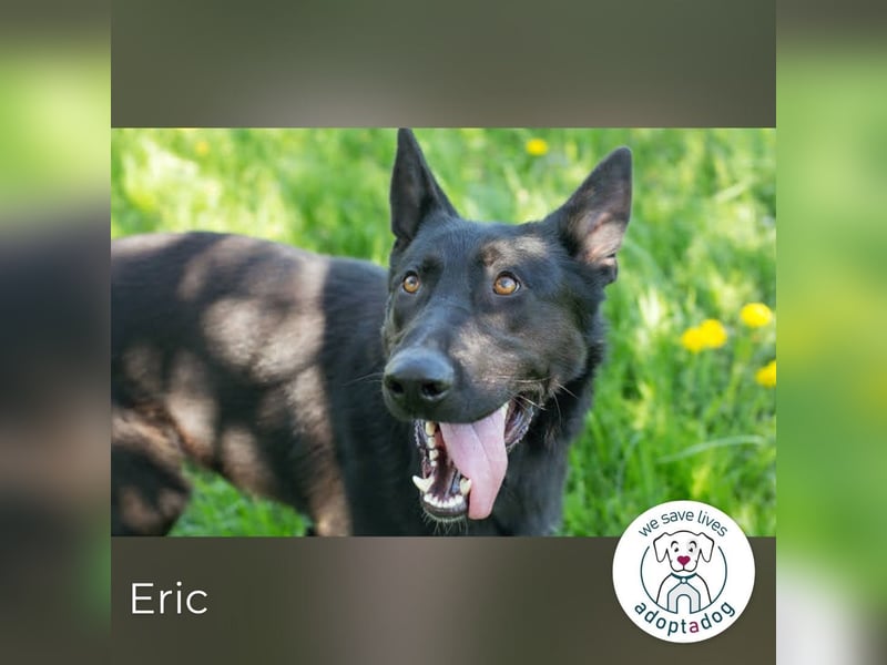 Eric: Der freundliche Rüde