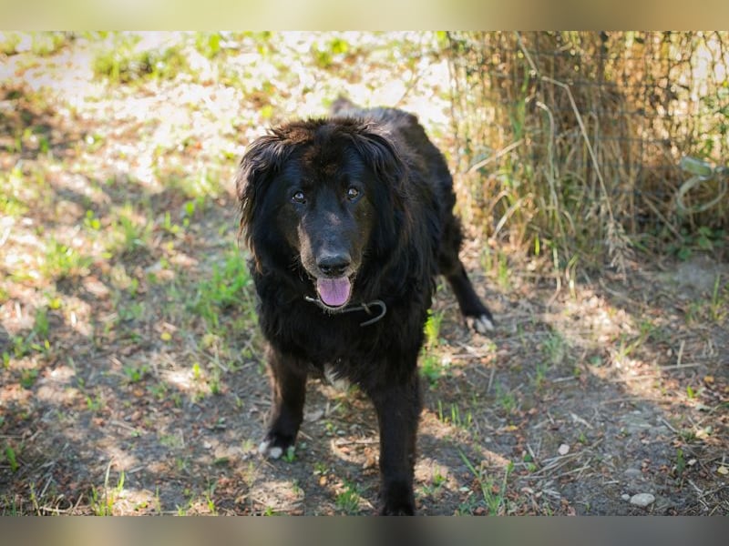 Chip 231359 : Senior sucht ein Zuhause