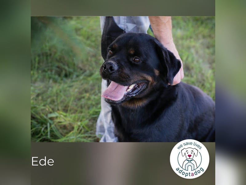 Ede: Ein Freund für alle Fälle
