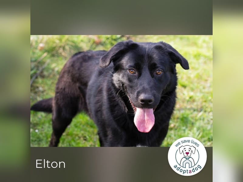 Elton sucht ein liebevolles Zuhause