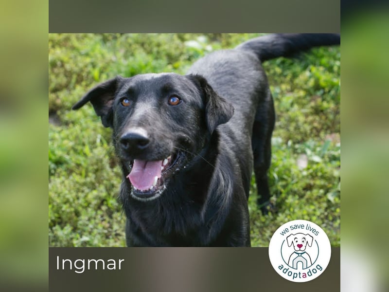 Ingmar: Dein treuer Begleiter!