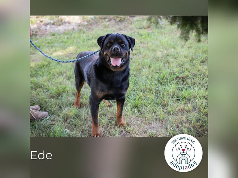 Ede: Ein Freund für alle Fälle