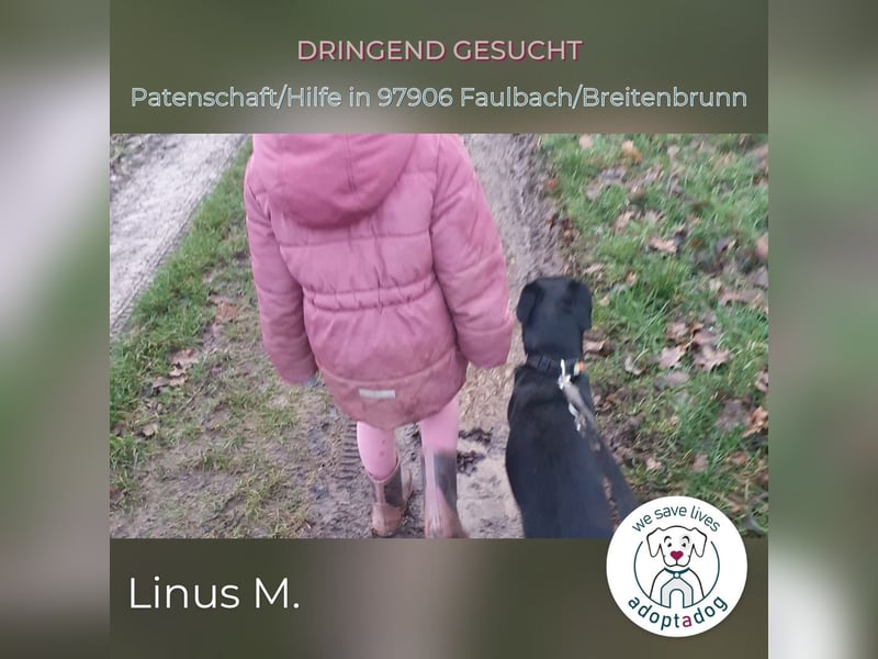 Linus: energievoller Charmeur sucht Unterstützung im familiären Umfeld in D-97906 Breitenbrunn