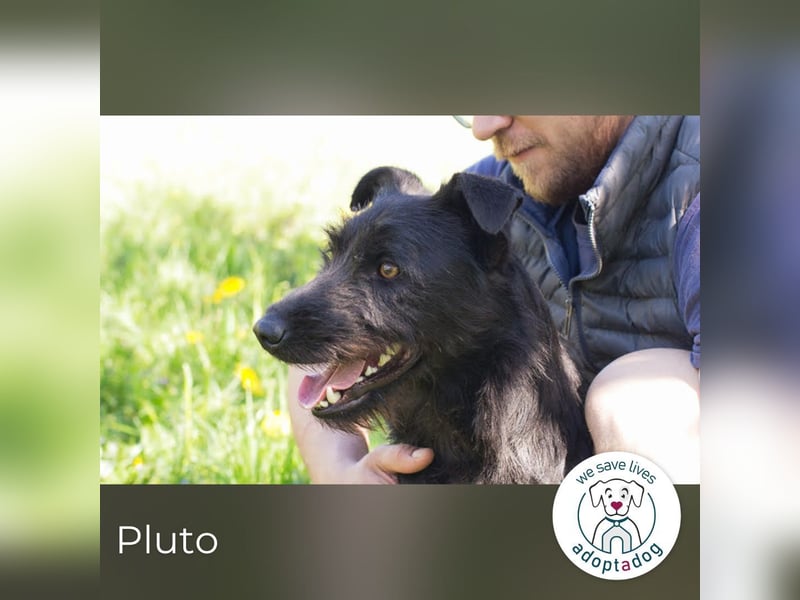 Pluto – Ein waschechter Spielgefährte!