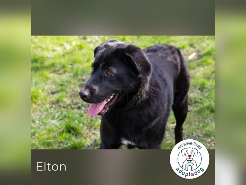 Elton sucht ein liebevolles Zuhause