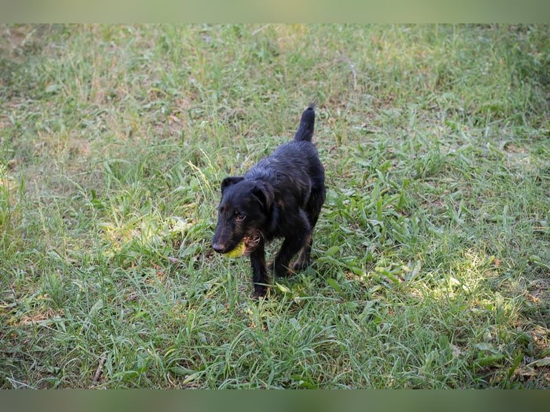Chip 231920: Sucht ein Zuhause