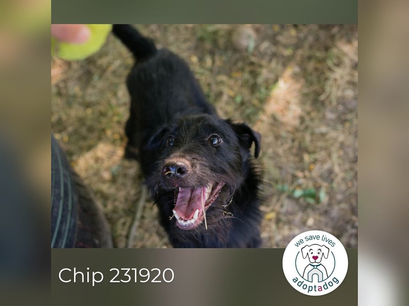 Chip 231920: Sucht ein Zuhause