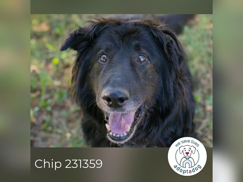 Chip 231359 : Senior sucht ein Zuhause