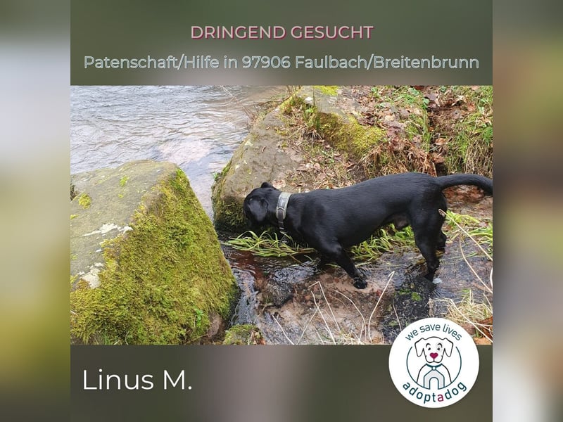 Linus: energievoller Charmeur sucht Unterstützung im familiären Umfeld in D-97906 Breitenbrunn