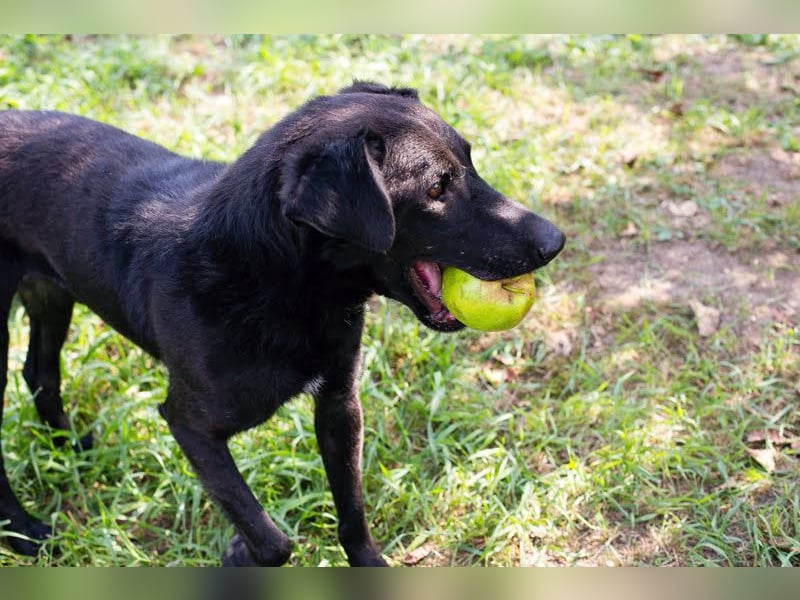 Gonza – Bewegungs-Fan sucht Nähe