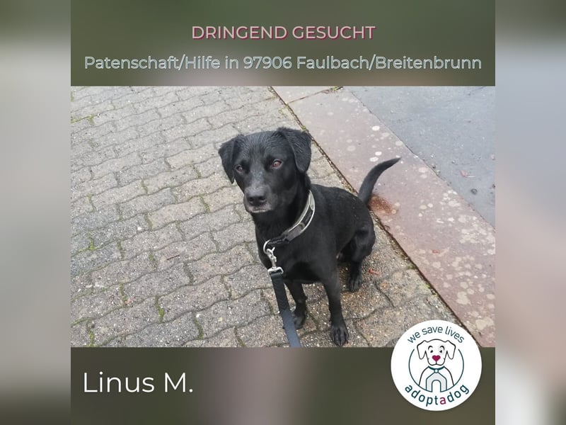 Linus: energievoller Charmeur sucht Unterstützung im familiären Umfeld in D-97906 Breitenbrunn