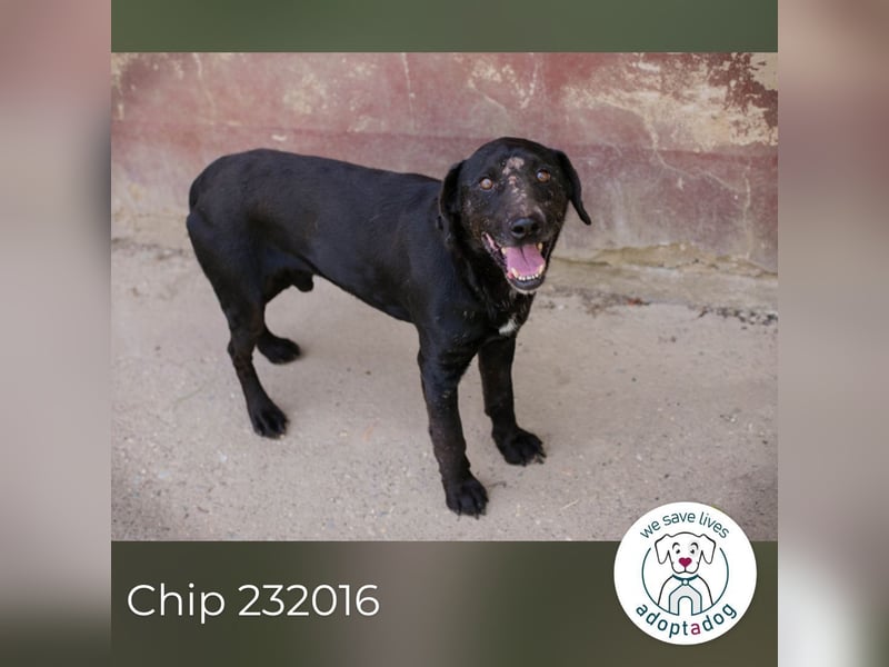 Chip 232016: Sucht ein Zuhause