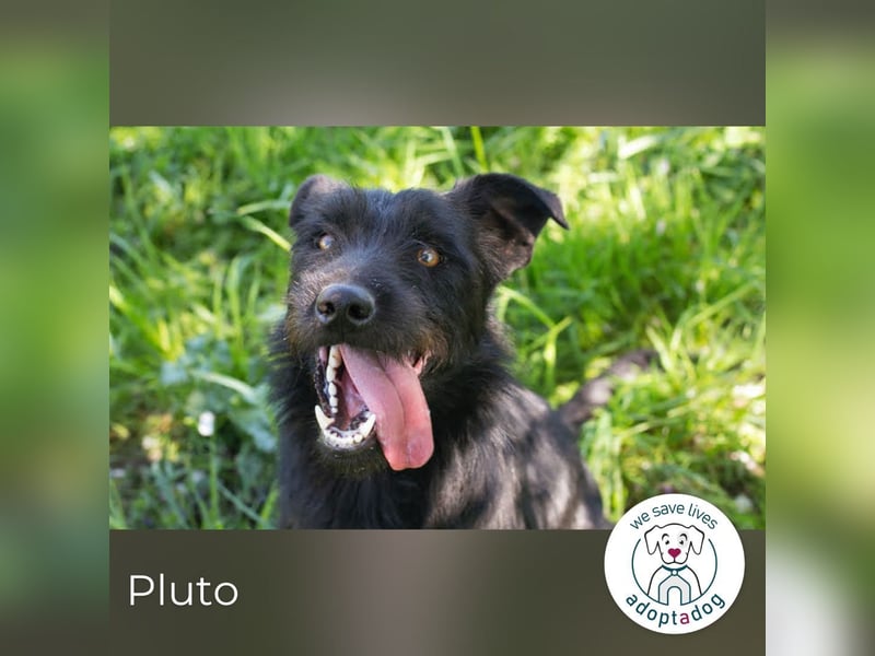 Pluto – Ein waschechter Spielgefährte!