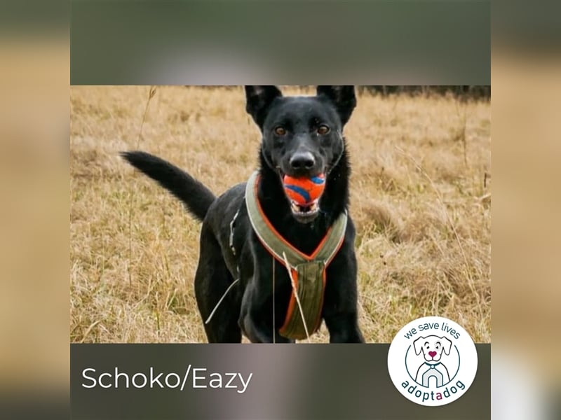 Schoko: ein zuckersüßer Schlankmacher in Saarbrücken
