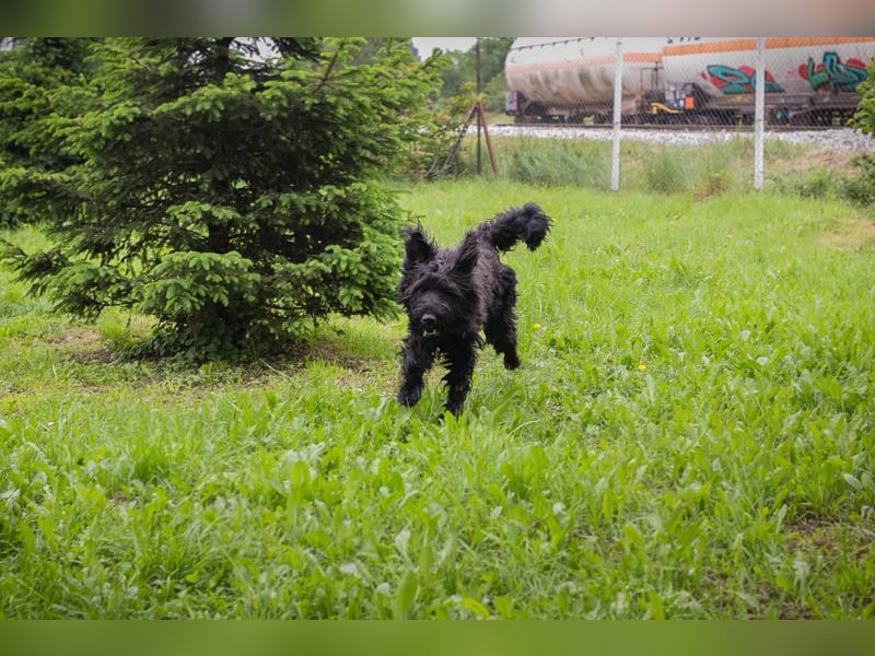 Nelson: Junghund sucht ein Zuhause